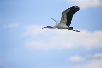 Forest stork (Mycteria americana) Pantanal Brazil