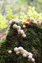 Pear russula (Apioperdon pyriforme), many fruiting bodies on tree stump with moss, Velbert, North