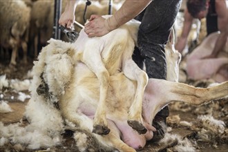 Sheep wool shearing by farmer. Shearing the wool from sheep