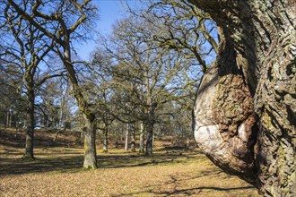 Old Oak tree with a burl in a park at spring