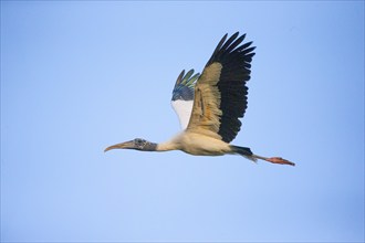 Forest stork (Mycteria americana) Pantanal Brazil