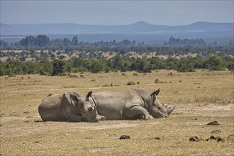 Southern white rhinoceros (Ceratotherium simum simum), Ol Pejeta Conservancy, Kenya, Africa