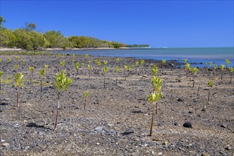 Young mangroves (Rhizophora), planting, coastal protection, Le Morne Brabant, Indian Ocean, island,