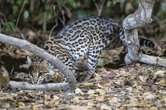 Ocelot (Leopardus pardalis), at night, creeping up, Pantanal, inland, wetland, UNESCO Biosphere