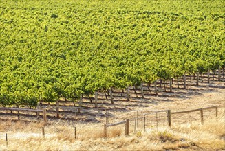 Rows of grapevines in the Barossa Valley, SA, Australia, Oceania