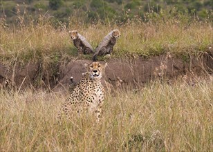 Cheetah (Acinonyx jubatus) with offspring in the Masai Mara, Kenya, Africa