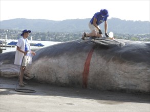 Switzerland: A stranded whale lies on the shore of Lake Zurich. A campaign by the IWA