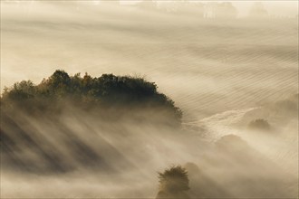 Morning mist with sun rays over the grove of trees on the field