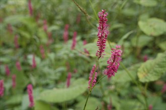 Candle knotweed (Bistorta amplexicaulis), park, city park, Schwäbisch Hall. Hohenlohe,