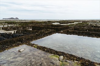 Oyster farms with growing oysters at low tide a cloudy day of summer in the port of Cancale,