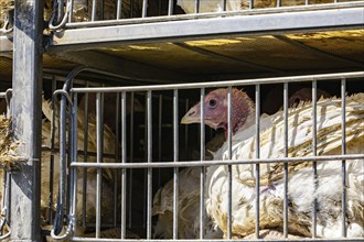 Close up on dirty white turkey in a cage in the transport truck, bad conditions, and inhumane