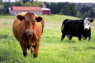 Two cows grazing in field with a curious brown cow looking in the camera. Shallow dof