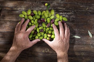 Cleaning and preparation for the brine of the big green olives