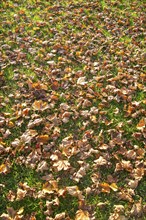 Dry leaves on a lawn in late fall season