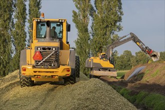 Agriculture shredded corn silage with a yellow shovel and excavator in the Netherlands