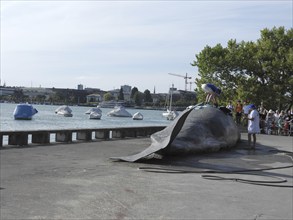 Switzerland: A stranded whale lies on the shore of Lake Zurich. A campaign by the IWA