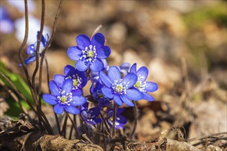 Hepatica flowers that blooming in early spring