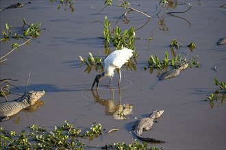 Forest stork (Mycteria americana) Pantanal Brazil