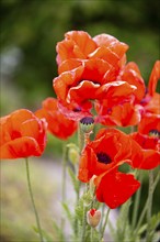 The photo shows natural poppies with a green background