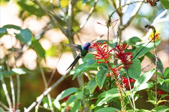 Fork-tailed Hummingbird (Eupetomena macroura) Pantanal Brazil