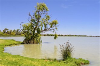 Shoreline of Lake Cullulleraine near Mildura, Victoria, Australia, Oceania