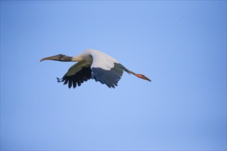 Forest stork (Mycteria americana) Pantanal Brazil