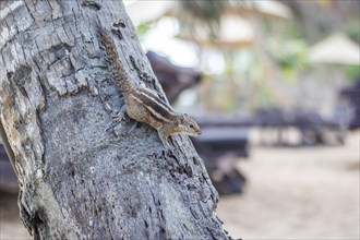 Chipmunks on the beach. Animals in Induruwa, Bentota Beach, Sri Lanka, India, Asia