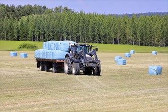 Transporting green plastic wrapped silage bales from hay field to storage with Valtra tractor and