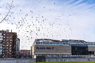 Madrid, Spain, December 9, 2019: Flock of birds over Plaza Rio shopping mall in Madrid Rio area,