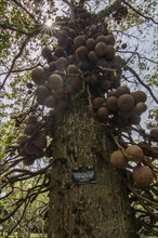 Landscape with fruits and old trees on a rainy day. Peradeniya Royal Botanical Gardens, Kandy, Sri