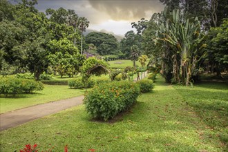 Landscape with flowers and old trees on a rainy day. Peradeniya Royal Botanical Gardens, Kandy, Sri