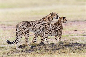 Pair of Cheetah looking out over the savannah in Masai Mara