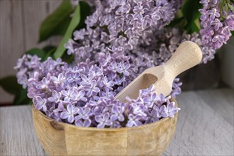 Wooden Bowl with wooden spoon of fresh purple lilac petals with branch of blooming lilac. Lilac