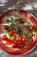 Fresh tomato cherry Bunch of Italian Tuscan cultivation area