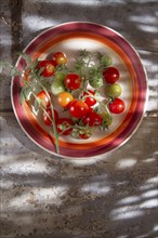 Fresh tomato cherry Bunch of Italian Tuscan cultivation area