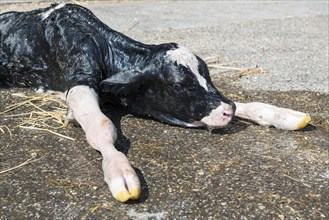 Newborn calf