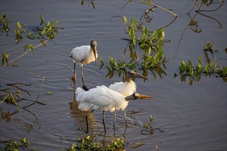 Forest stork (Mycteria americana) Pantanal Brazil