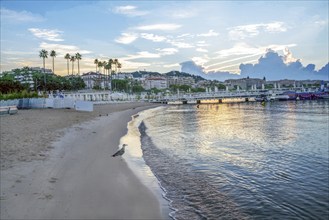 Fantastic and seagull on Beach in Cannes in distance palm trees of Croisette and sunrise at amazing