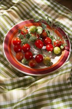 Fresh tomato cherry Bunch of Italian Tuscan cultivation area