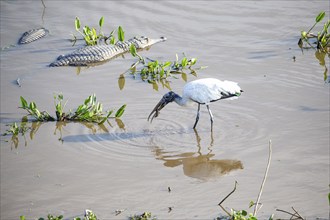 Forest stork (Mycteria americana) Pantanal Brazil