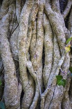 Background Nature Texture Of Twisted Vines On An Ancient Tree Trunk