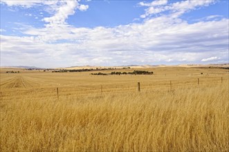 Farm land between Burra and Claire in South Australia