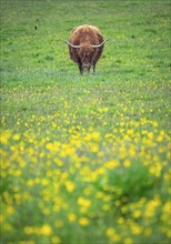 A Beautiful Highland Cow Grazing In A Meadow In Spring, WIth Copy Space