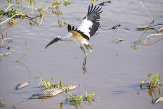 Forest stork (Mycteria americana) Pantanal Brazil