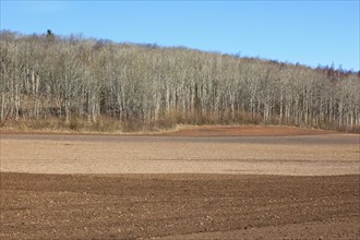 Harrowed field at the forest in spring