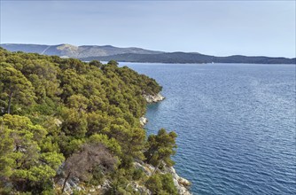 Pine forest on the Adriatic coast near Sibenik, Croatia, Europe