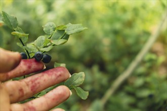 Female hand collecting picking Blueberries in the forest with green leaves and bushes in the