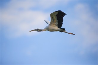 Forest stork (Mycteria americana) Pantanal Brazil