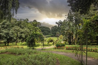 Landscape with flowers and old trees on a rainy day. Peradeniya Royal Botanical Gardens, Kandy, Sri