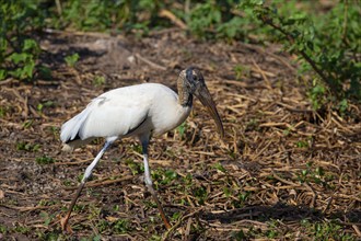 Forest stork (Mycteria americana) Pantanal Brazil